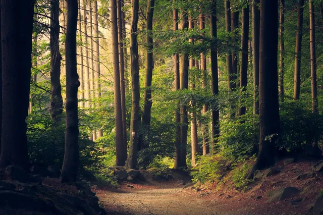 Celebrating Earth Day: How Encore Promotes Greener Gigs